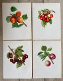 Vintage Cherry Print, Fruit Book Plate, Red Cherry Art, Summer Fruit  Illustrations, Nature Prints, Framed Hanging Wall Art, Natural Art