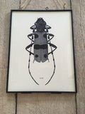 Vintage Bug Art, Nature Print, Black Bug, Hairy, Beetle Print, Bug, Insect Art, Hanging, Sustainable, Framed Wall Art, Nature Inspired Gift