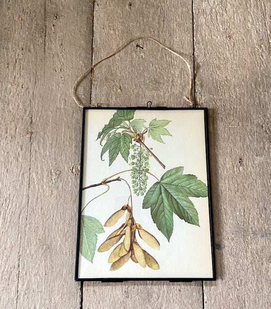 Vintage Maple Leaf Art, Tree Book Plate, Woodland Forest Print, Framed Hanging Wall Art, Gallery Wall, Nature Gift, Rustic Home Decor