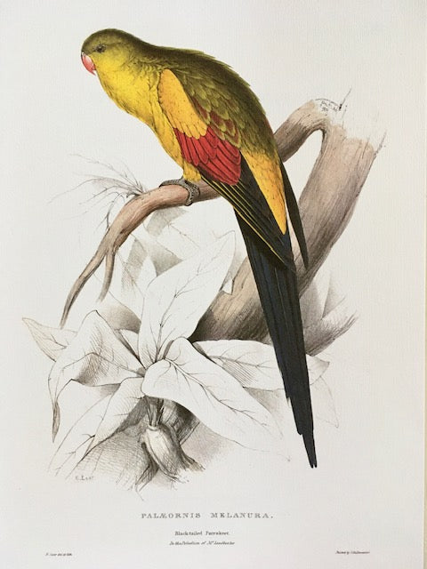 Vintage Original, Large Parrot Print, Tropical Bird, NOT a Digital REPRINT, Colourful, Jungle, Bird, Bright, Gallery, Unframed, Wall Art