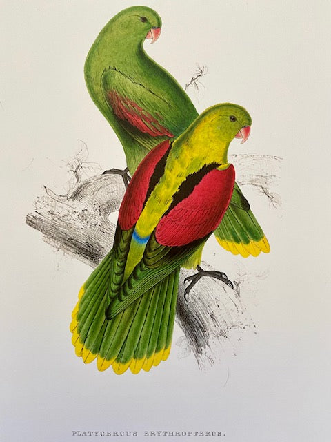 Vintage Large Parrot Print, Green Tropical Bird, NOT a Digital REPRINT, Bright Wall Art, Jungle Print, Bird Illustration, Vintage Wall Art