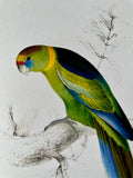 Vintage Original Colourful, Parrot Print, Tropical Bird, Bright Parrot, Jungle Art, Illustration, Wall Art Decor, NOT a Digital Reprint,