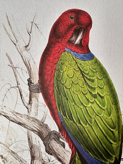 Vintage Original Colourful, Parrot Print, Tropical Bird, Bright Parrot, Jungle Art, Illustration, Wall Art Decor, NOT a Digital Reprint