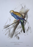 Vintage Colourful Parrot Print, Tropical Birds, Parrot, Art Jungle Prints, Bird Illustrations, Vintage Wall Art, Prints, Hanging Wall Art
