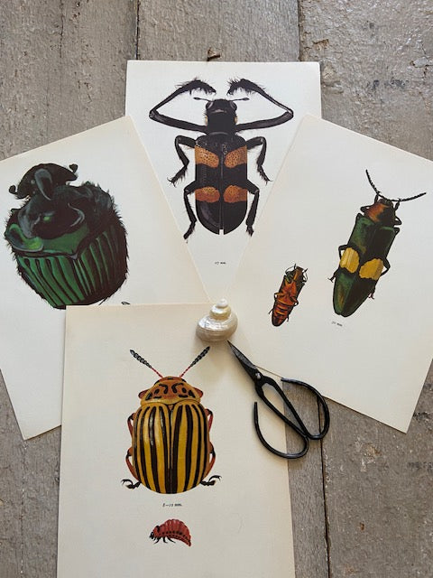 Vintage Blue Beetle Print, Bug Drawing,Old Book Plate, Original Botanical Framed Art, Nature Inspired Art, Bright Gallery Wall Decor, Unique Gift