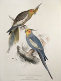 Vintage Original Colourful, Parrot Print, Tropical Bird, Bright Parrot, Jungle Art, Illustration, Wall Art Decor, NOT a Digital Reprint,
