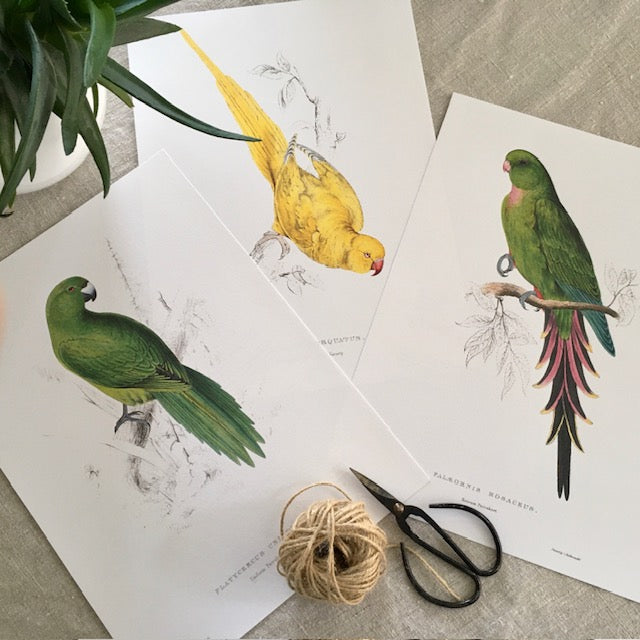 Vintage Colourful Parrot Print, Tropical Birds, Parrot, Art Jungle Prints, Bird Illustrations, Vintage Wall Art, Prints, Hanging Wall Art