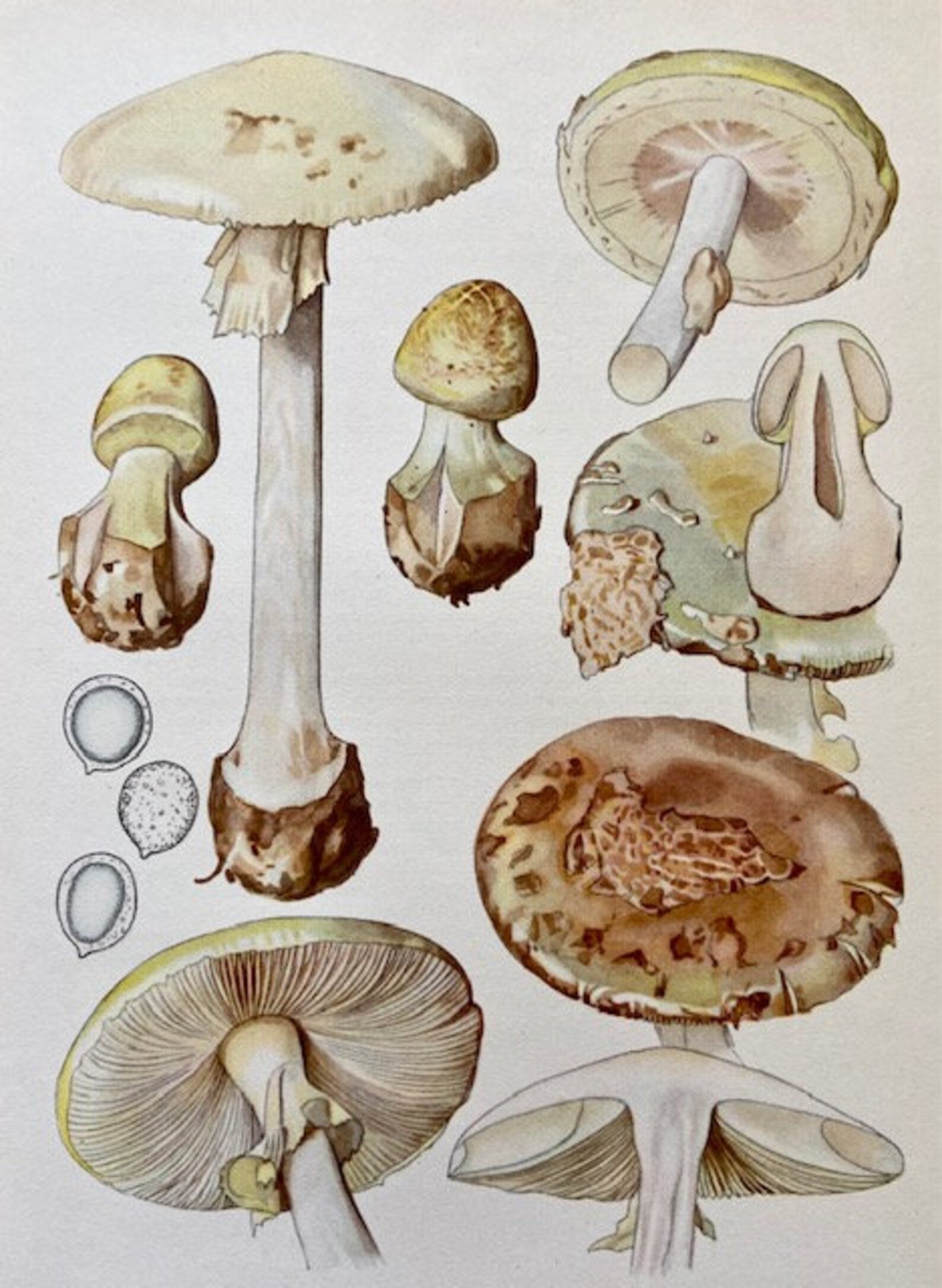 Vintage Mushroom, Original Art, Fungi Book Plate, Woodland Prints, Autumnal Print, Fungi Art, Wall Art, Sustainable Art, Nature Prints (C))