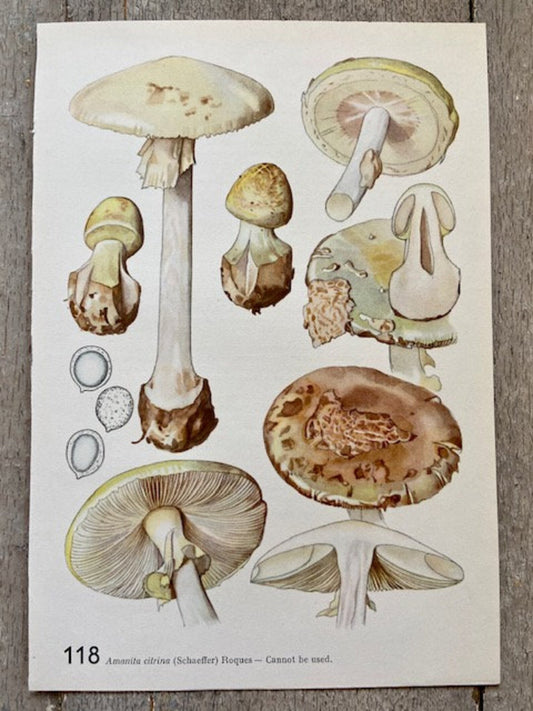 Vintage Mushroom, Original Art, Fungi Book Plate, Woodland Prints, Autumnal Print, Fungi Art, Wall Art, Sustainable Art, Nature Prints (C))