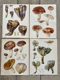 Vintage Fungi Book Plate, Mushroom Print, Fungi Illustrations, Purple Toadstool, Hanging Wall Art, Colourful Mushroom Art