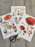 Vintage Fungi Book Plate, Mushroom Print, Fungi Illustrations, Purple Toadstool, Hanging Wall Art, Colourful Mushroom Art
