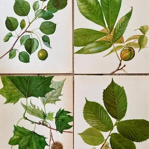 Vintage Forest Tree Print, Botanical Art, Green Nature Leafy Art, Original, Foliage Print, Nature Gift, Modern Framed Wall Art, Gallery