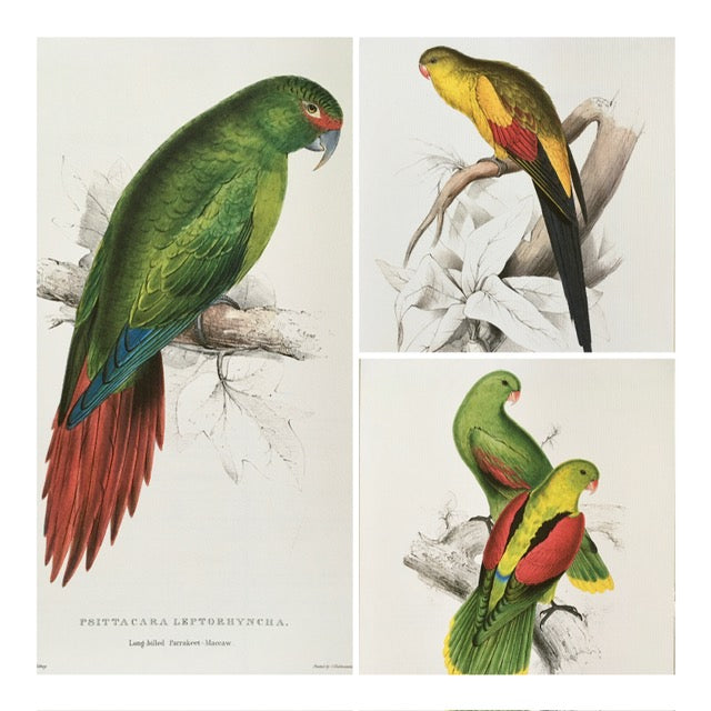 Vintage Original Colourful, Parrot Print, Tropical Bird, Bright Parrot, Jungle Art, Illustration, Wall Art Decor, NOT a Digital Reprint