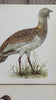 Vintage Native British Bird Print, Book Plate Illustration, Little Bustard, Modern Framed Art, Ornithologist Gifts, Ready To Hang Wall Decor