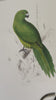 Vintage Large Parrot Print, Green Tropical Bird, NOT a Digital REPRINT, Bright Wall Art, Jungle Print, Bird Illustration, Vintage Wall Art