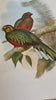 Vintage Parrot Print, Tropical Bird, Set Of, Parrot Art, Jungle Print, Gallery Wall Art, For Framing, Unframed, Bright Wall Art, Doublesided