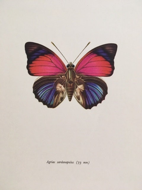 Framed Original Vintage Butterfly Book Plate, Butterfly Print, Pink, Blue Butterfly, Bright Wall Art, Sustainable Art, Colourful Butterfly