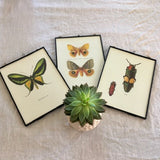 Vintage Butterfly Art, Bug Art, Insect, Book Plate, Green, Yellow, Colourful, Bright Wall Art, Framed Book Illustration, Nature Inspired Art