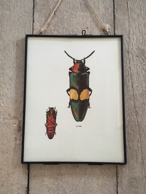 Vintage Beetle Print, Bug Print, Nature, Drawing, Gallery Wall Art, Insect Art, Framed, Bright, Hanging Wall Art Decor, Ready To Hang Print