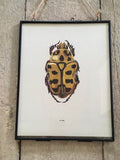 Vintage Bug Book Plate, Yellow Beetle Print, Bug Art, Framed Vintage Art, Hanging Wall Art, Colourful Bugs, Yellow Beetle