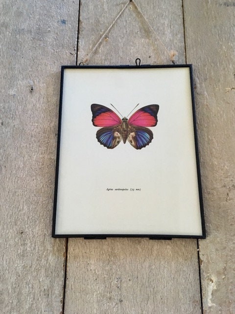 Framed Original Vintage Butterfly Book Plate, Butterfly Print, Pink, Blue Butterfly, Bright Wall Art, Sustainable Art, Colourful Butterfly