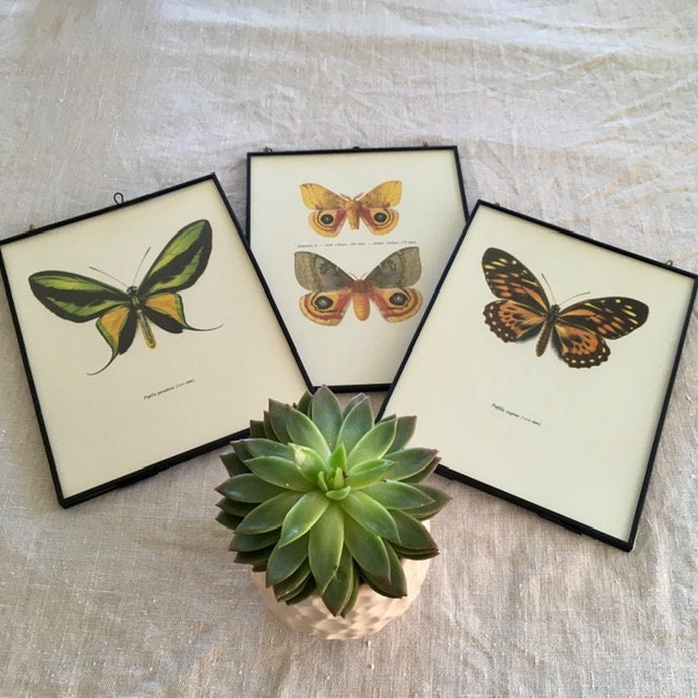 Vintage, Framed Moth Print, Yellow, Butterfly Book Plate, Old Insect Book Print, Bright Art, Hanging Wall Art, Nature Inspired Gifts