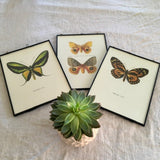 Vintage, Framed Moth Print, Yellow, Butterfly Book Plate, Old Insect Book Print, Bright Art, Hanging Wall Art, Nature Inspired Gifts