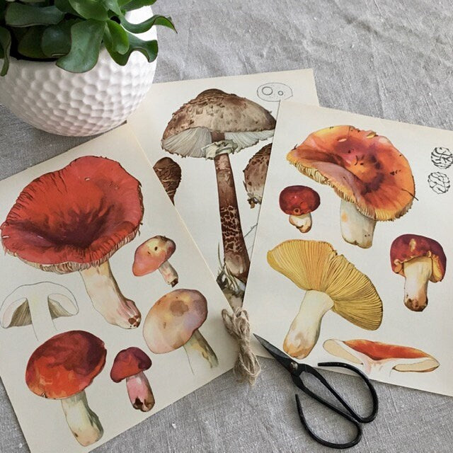 Vintage Mushroom Wall Art Print, Original Illustration, Autumnal Print, Fungi, Framed Vintage Nature Art, Gallery Wall Art, Nature Gifts