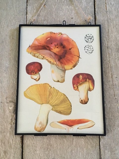 Vintage Red Mushroom, Fungi Print, Modern Framed Wall Art, Cottagecore Decor, Nature Art, Hanging, Bright Gallery Wall Art, Sustainable Gift