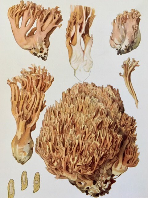 Vintage Nature Print, Mushroom, Fungi, Coral, Original Book Plate, Sea Theme, Botanical, Modern Framed Wall Art, Gallery, Ready To Hang