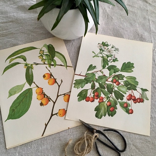 Vintage Oriental, Style Art, Japanese Book Plate, Botanical Print,  Old Book Prints,  Hanging Wall Art, Sustainable Art