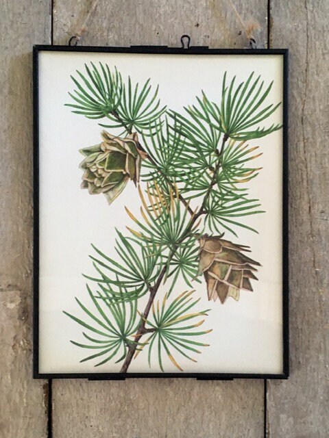Vintage Original Forest Print, Modern Framed, Foliage Print, Vintage Hanging Art, Nature Wall Art, Cottagecore Decor, Nature Illustration