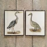 Vintage British Bird Print, Goose Illustration, Modern Framed Vintage Bird Book Plate, Hanging Gallery Wall, Bird Lover Gifts, HomeDecor