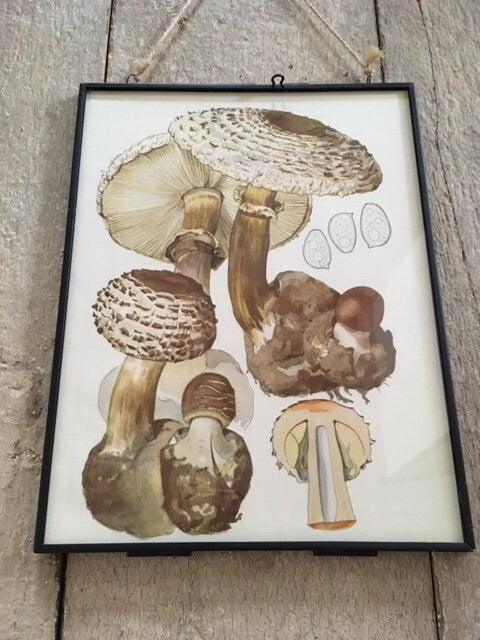 Vintage Mushroom Wall Art, Nature Print, Book Plate, Fungi Art, Mushroom Illustrations, Framed Hanging Gallery Wall Art, Cottagecore Decor