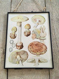 Vintage Mushroom Wall Art Print, Original Illustration, Autumnal Print, Fungi, Framed Vintage Nature Art, Gallery Wall Art, Nature Gifts
