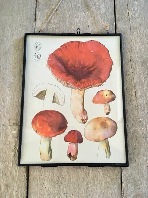 Vintage Mushroom Print, Book Plate, Autumnal Illustration, Fungi, Old Book Print, Bright, Hanging Wall Art, Forest, Nature Wall Art