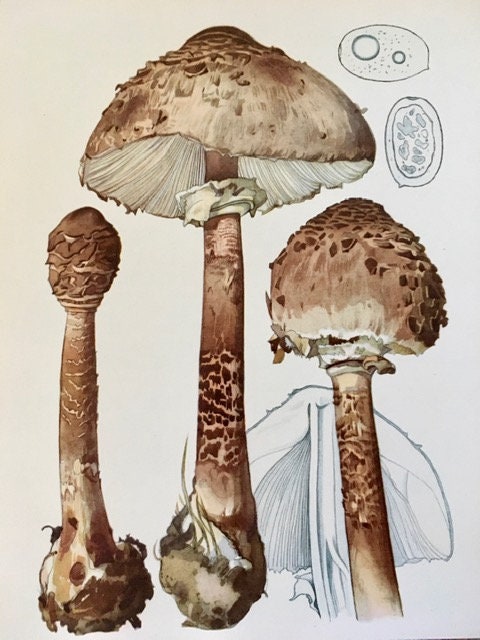 Vintage Mushroom Print, Decor,  Book Plate, Art, Old Nature Book Print, Autumnal Print, Fungi, Hanging Wal Art, Nature Art, Sustainable Art