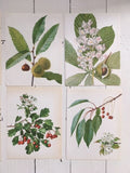 Vintage Forest Print, Green Leaf Tree,  Nature Art, Nature Gift, Frame, Botanical Prints, Framed Art, Nature Wall Art, Hanging Wall Decor