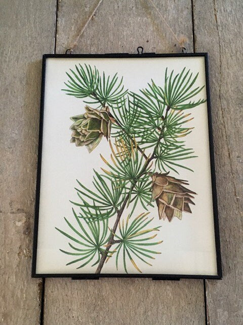 Vintage Original Forest Print, Modern Framed, Foliage Print, Vintage Hanging Art, Nature Wall Art, Cottagecore Decor, Nature Illustration