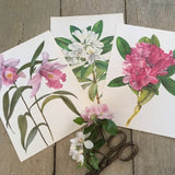 Vintage Pink Floral Print, Flower Print, Framed Art, Book Plate, Botanical Print, Lithograph, Hanging Wall Art, Nature Lover Gift