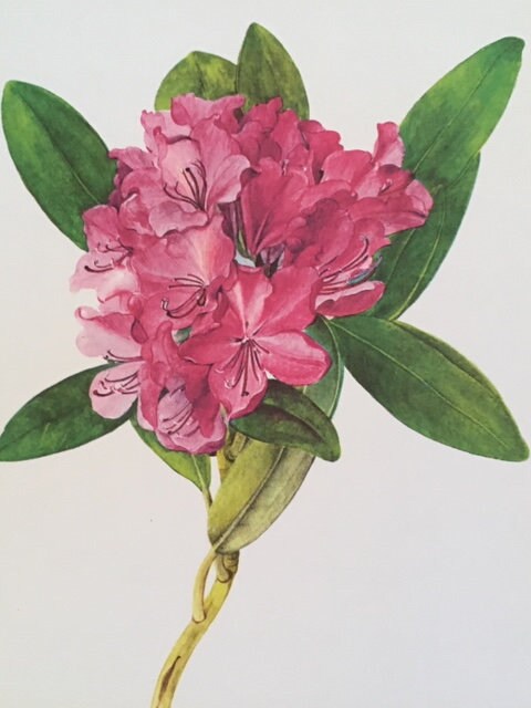 Vintage Pink Floral Print, Flower Print, Framed Art, Book Plate, Botanical Print, Lithograph, Hanging Wall Art, Nature Lover Gift