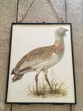 Vintage Native British Bird Print, Book Plate Illustration, Little Bustard, Modern Framed Art, Ornithologist Gifts, Ready To Hang Wall Decor