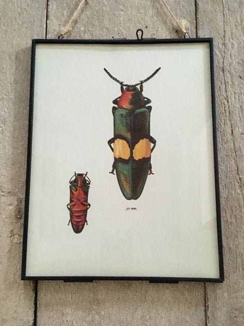 Vintage Beetle Print, Bug Print, Nature, Drawing, Gallery Wall Art, Insect Art, Framed, Bright, Hanging Wall Art Decor, Ready To Hang Print