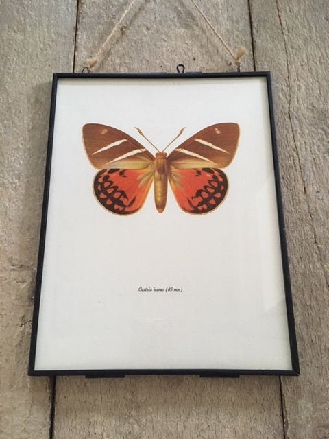 Vintage Orange Butterfly Art, Print, Book Plate, Framed, Insect Art, Nature Inspired Gift, Hanging Wall Art, Bright Wall Art, Decor, Gallery