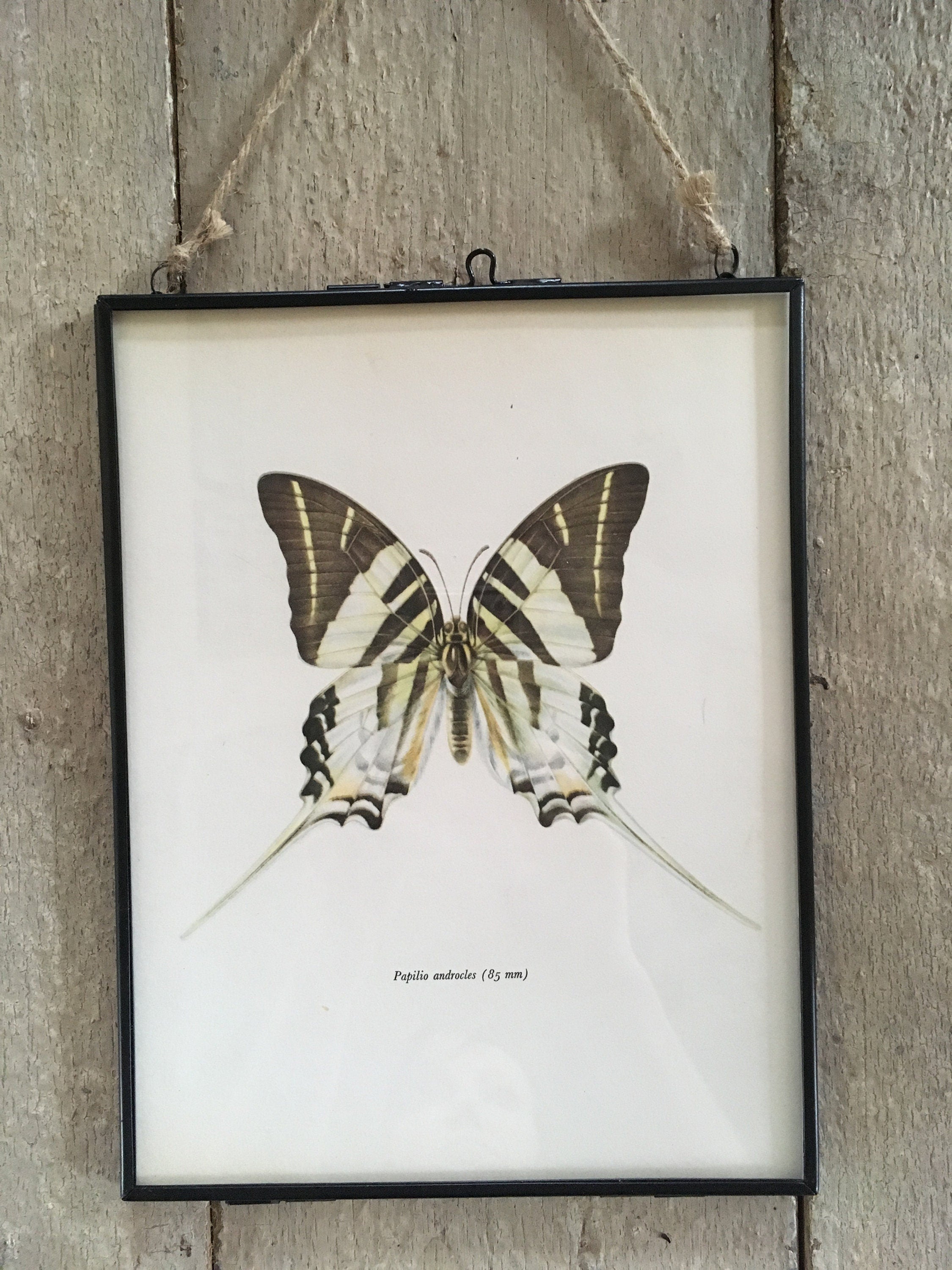 Framed Original Vintage Black, White Butterfly Book Plate, Old Book Print, Insect Art, Monochrome, Hanging Wall Art, Sustainable Art