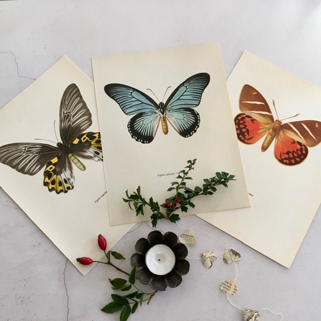 Vintage Butterfly, Moth Book Plate, Yellow, Prints, Framed, Bright, Hanging Wall Art, Nature Inspired Gifts, Natural History, Gallery Wall
