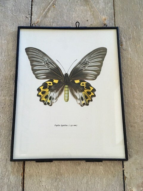 Vintage Yellow Butterfly Print, Framed, Nature Gift, Bug, Butterfly Art, Original Book Print, Hanging Wall Art, Nature Print, Gallery Walll