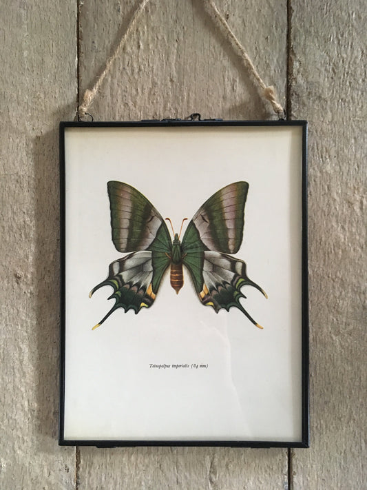 Vintage Emerald Green Butterfly Print, Book Plate, Framed ORIGINAL Old Book Print, Hanging Wall Art, Nature Inspired, Bright, Wall Art, Gift