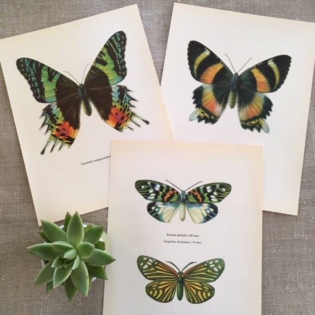 Vintage Book Plate, Emerald Green Butterfly Print, Framed ORIGINAL Print, NOT A Digital Reprint, Hanging Wall Art, Nature Inspired Art, Gift