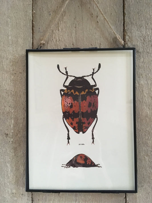Vintage Red, Beetle Print, Lady Bug, Drawing, Book Plate, Original, Framed Art, Botanical, Nature Inspired, Gallery, Bright Wall Decor, Gift